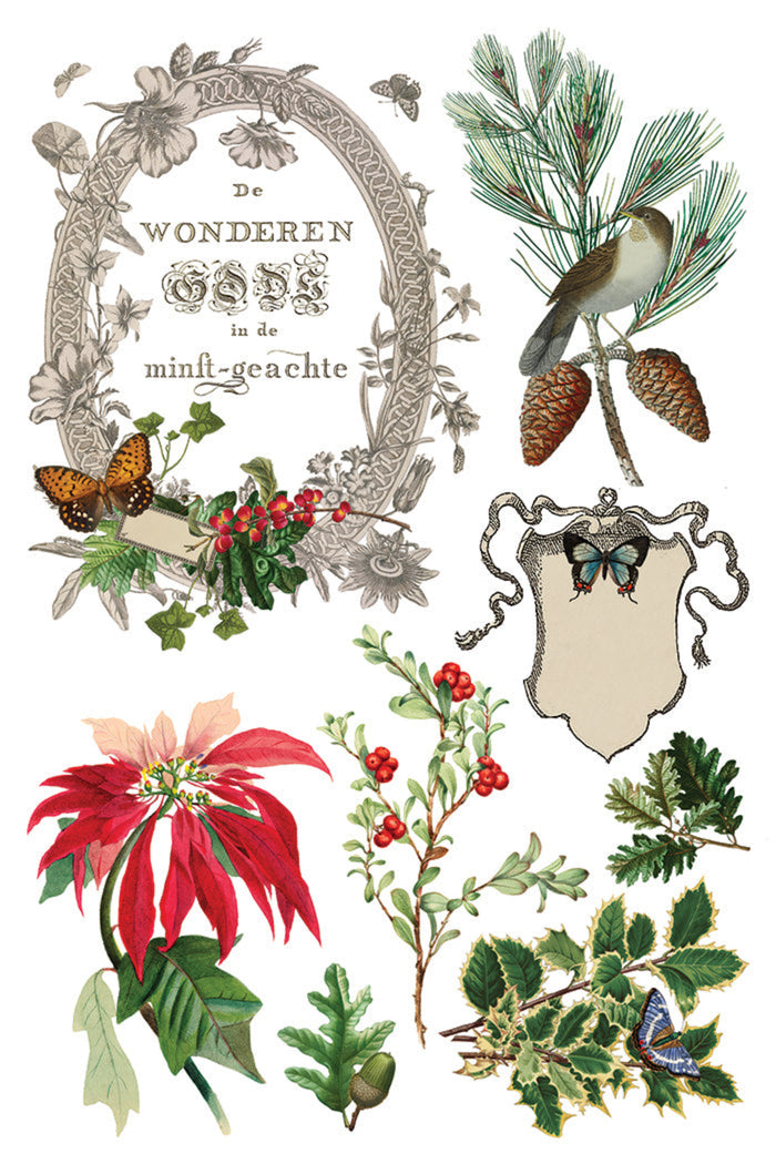 Winter Botanist Transfer by IOD