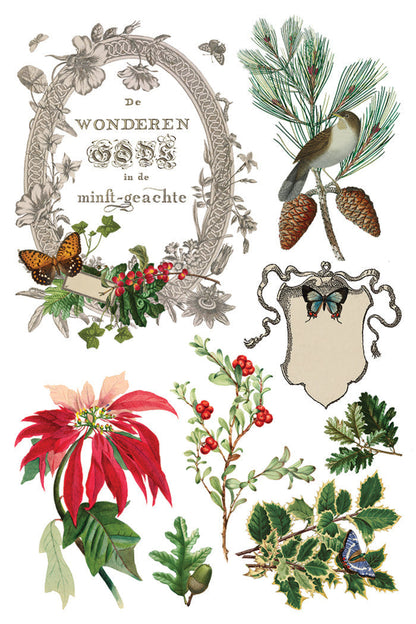 Winter Botanist Transfer by IOD