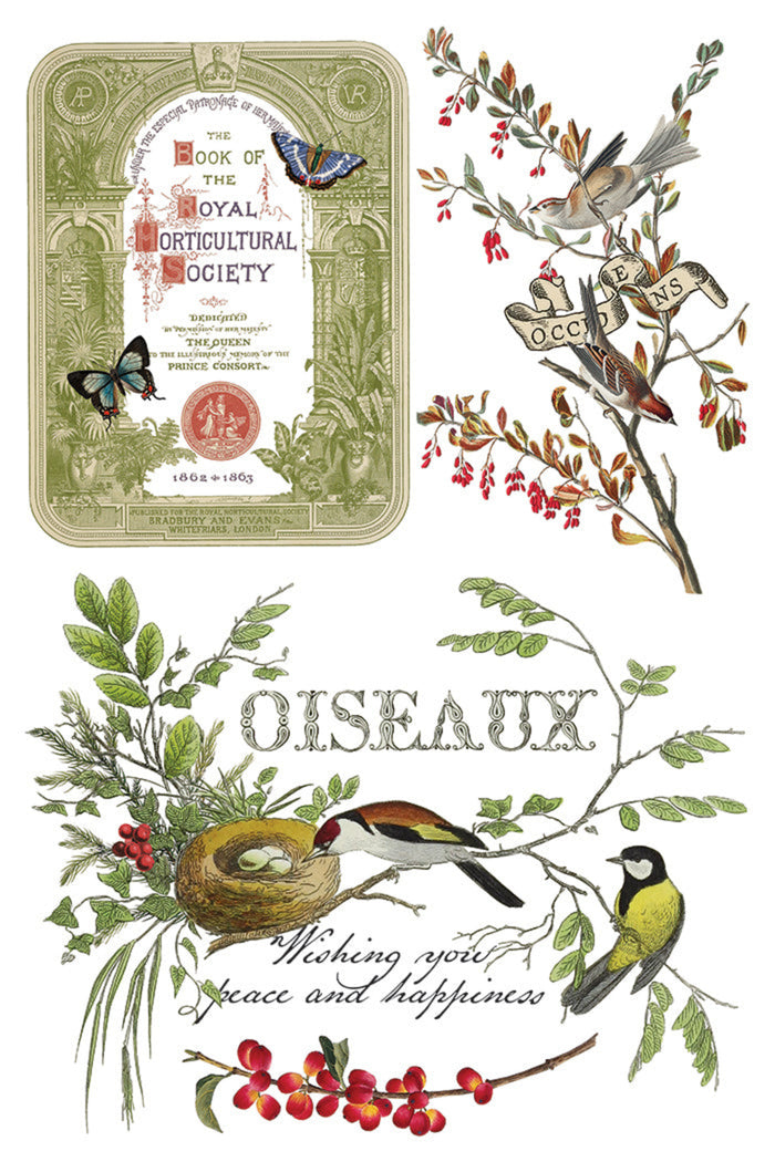 Winter Botanist Transfer by IOD