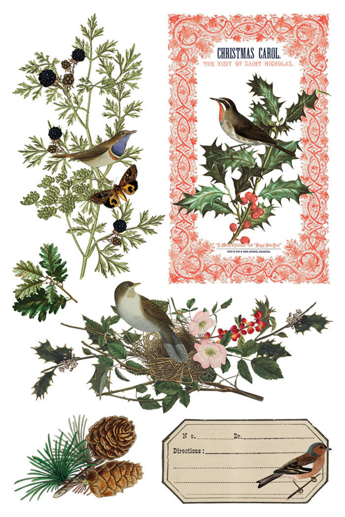 Winter Botanist Transfer by IOD
